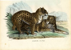 Jaguar, 1863-79 de Raimundo Petraroja